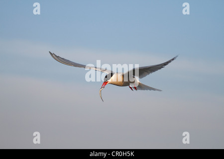 Küstenseeschwalbe (Sterna Paradisaea), Erwachsenen Vogel im Flug mit einem gefangenem Fisch Stockfoto