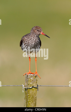 Rotschenkel (Tringa Totanus) thront auf einem Zaunpfahl, Nationalpark Lauwersmeer, Holland, Niederlande, Europa Stockfoto