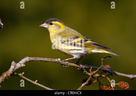 Erlenzeisig (Zuchtjahr Spinus), thront Männchen auf einem Ast Erle Stockfoto