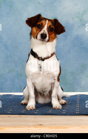 Jack Russel Terrier-Mix, sitzen Stockfoto