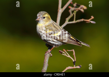 Erlenzeisig (Zuchtjahr Spinus), thront weiblich auf einem Ast Erle Stockfoto