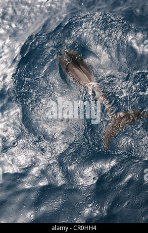 Heck des schwimmen Delphin mit spritzt in dunklen Tonart Stockfoto