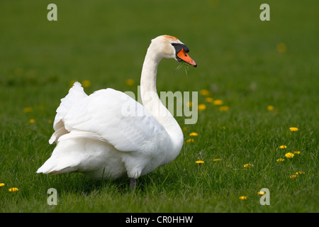 Mute Swan (Cygnus Olor) stehen in einer Wiese, Nationalpark Lauwersmeer, Niederlande, Europa Stockfoto