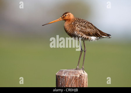 Uferschnepfe (Limosa Limosa), Männlich, stehend auf einem Zaun Pfosten, Nationalpark Lauwersmeer, Niederlande, Europa Stockfoto