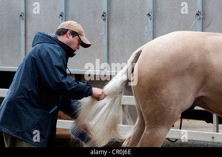 Heck des Polo Pony Bürsten Mann Stockfoto