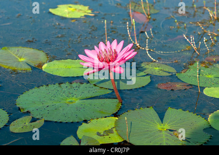 Rosa Wasser Lilly, Kambodscha, Südost-Asien Stockfoto