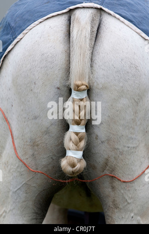 Gebundene Rute eines Polo-Ponys Stockfoto