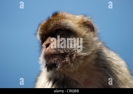 Ein Affe von Gibraltar oder Berberaffe sitzt auf einem Felsen in Gibraltar, Großbritannien Stockfoto