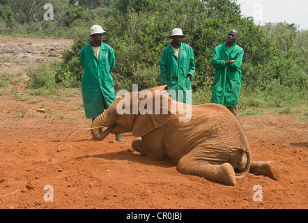 Verwaiste Elefanten Festlegung auf Magen vor Tierpfleger Stockfoto