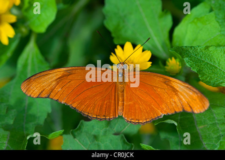 Julia Butterfly, Julia heliconian (Dryas Iulia), Phuket, Thailand, Südostasien, Asien Stockfoto