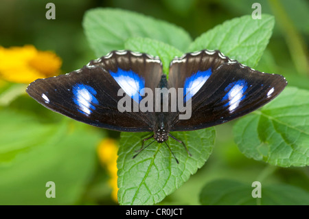 Große Eggfly, Blue Moon Schmetterling (Hypolimnas Bolina), Männlich, Phuket, Thailand, Südostasien, Asien Stockfoto