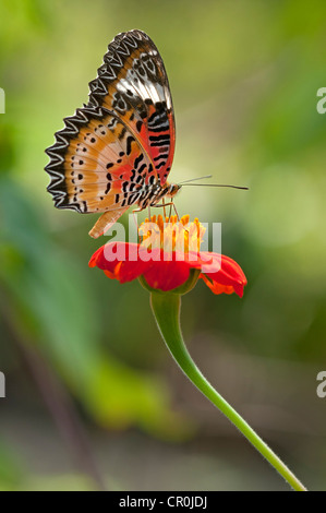 Florfliege (Cethosia) Trinken Nektar aus einer Blume, Siem Reap, Kambodscha, Südostasien, Asien Stockfoto