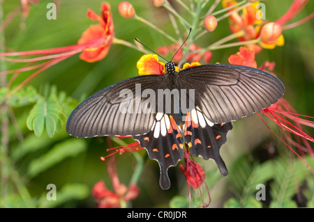 Großer Mormone (Papilio Memnon), Tropischer Schmetterling, Phuket, Thailand, Südostasien, Asien Stockfoto