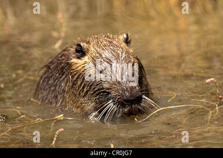 Nutria oder Nutrias (Biber brummeln) auf Nahrungssuche in einem Teich, Camargue, Frankreich, Europa Stockfoto