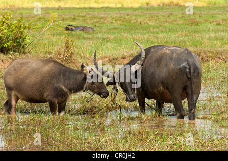 Wasserbüffel Kuh (Bubalus Arnee), Kalb auf einer Weide, Kambodscha, Südost-Asien Stockfoto