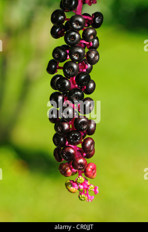 Reifer Blütenstand der amerikanischen Frankreich (Phytolacca Americana), USA Stockfoto