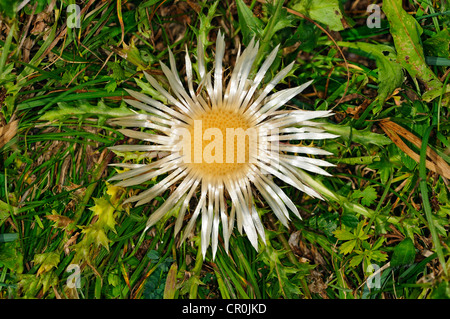 Silber, Distel, Carline Thistle (Carlina Acaulis), der Schweiz, Europa Stockfoto