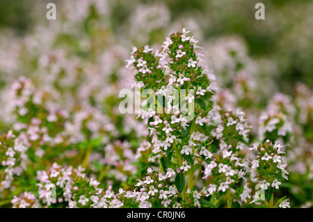 Kriechender Thymian (Thymus Serpyllum), Europa Stockfoto