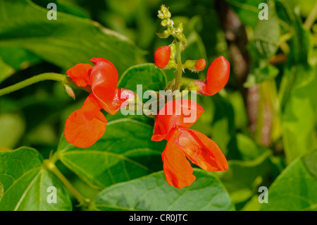 Scarlet Runner Bohne (Phaseolus Coccineus), Blume, Europa Stockfoto