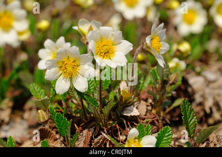 Weiße Avens oder Dryas (Dryas Octopetala), Nordeuropa Stockfoto