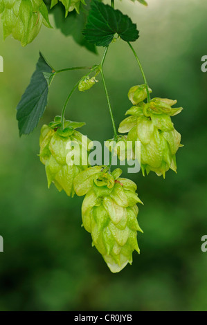 Gemeinsamen Hopfen (Humulus Lupulus), Blume Kegel, Hopfen, Europa Stockfoto