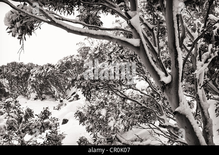 Der erste Schnee der Saison decken die Bäume in der Nähe von Charlotte Pass in den Snowy Mountains. Stockfoto