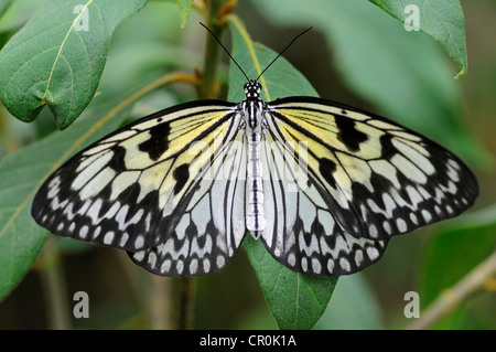 Papier-Drachen oder große Baumnymphe (Idee Leuconoe), Tropischer Schmetterling, Asien Stockfoto