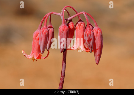 Runde blätterte Nabel-Scharte, Schweine Ohr (Cotyledon Orbiculata), Blütenstand, Nature Reserve, Namaqualand, Südafrika, Afrika Stockfoto