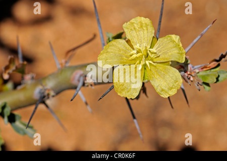 Bushman Kerze (Sarcocaulon Heritieri), Goegap Nature Reserve, Namaqualand, Südafrika, Afrika Stockfoto