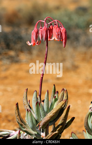 Schweine Ohr oder Runde blätterte Nabel-Scharte (Cotyledon Orbiculata), Goegap Nature Reserve, Namaqualand, Südafrika, Afrika Stockfoto