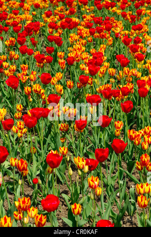 Blumenbeet mit Tulpen rot Gorgette und Farbspiel Sorten, holländische Tulpen (Tulipa) Stockfoto