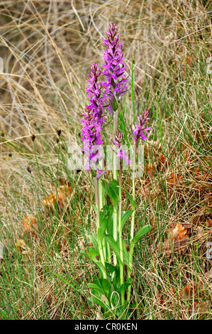 Robuste Knabenkraut (Dactylorhiza Elata) Stockfoto