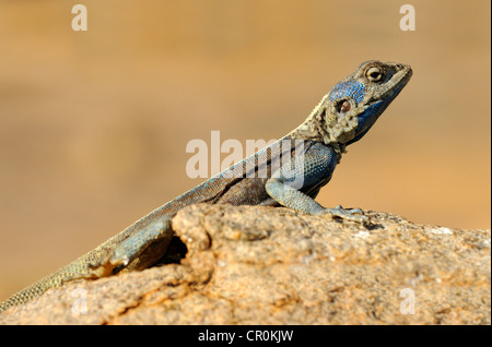 Southern Rock Agama, Knobel Agama (Agama Atra), Männchen, Goegap Nature Reserve, Namaqualand, Südafrika, Afrika Stockfoto