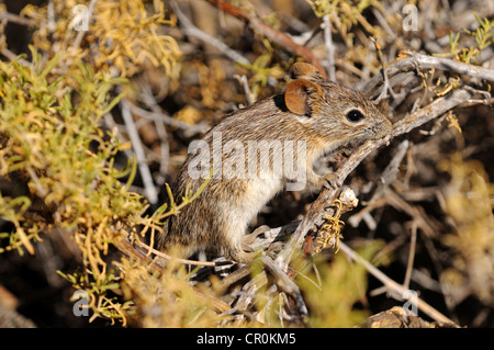 Vier-gestreiften Rasen Maus oder vier-gestreiften Rasen Ratte (Rhabdomys Pumilio), in seinem natürlichen Lebensraum, Nature Reserve, Namaqualand Stockfoto