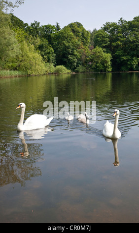Familie von Schwänen Schwimmen im Teich, Hampstead Heath, London, England, UK Stockfoto