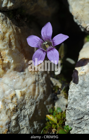 Chiltern Enzian (Gentianella Germanica), Untersberg, Grödig, Salzburg, Austria, Europe Stockfoto