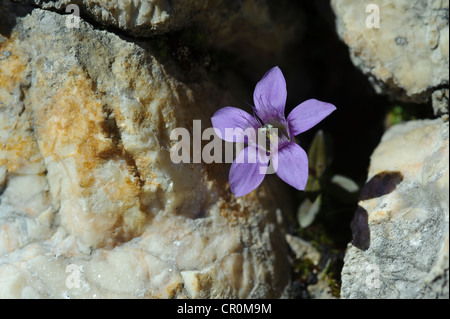 Chiltern Enzian (Gentianella Germanica), Untersberg, Grödig, Salzburg, Austria, Europe Stockfoto