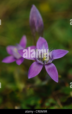 Chiltern Enzian (Gentianella Germanica), Untersberg, Grödig, Salzburg, Austria, Europe Stockfoto