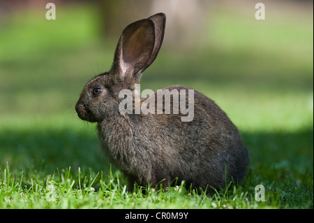 Hauskaninchen (Oryctolagus Cuniculus Forma Domestica) in Wiese, Polen, Europa Stockfoto