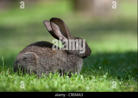 Hauskaninchen (Oryctolagus Cuniculus Forma Domestica) in Wiese, Polen, Europa Stockfoto