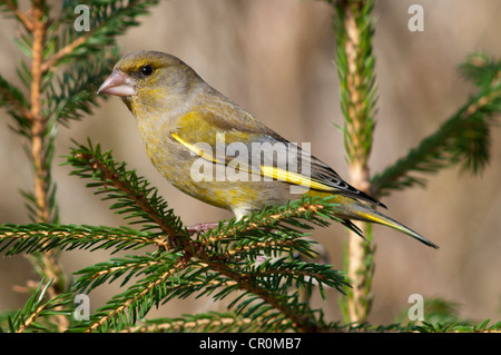 Grünfink (Zuchtjahr Chloris), männliche thront auf Fichte, Untergroeningen, Baden-Württemberg, Deutschland, Europa Stockfoto