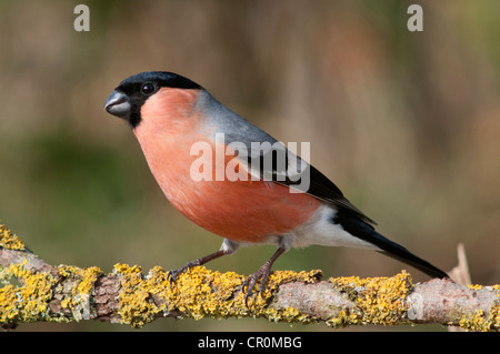 Gimpel (Pyrrhula Pyrrhula), Männchen, Untergroeningen, Baden-Württemberg, Deutschland, Europa Stockfoto
