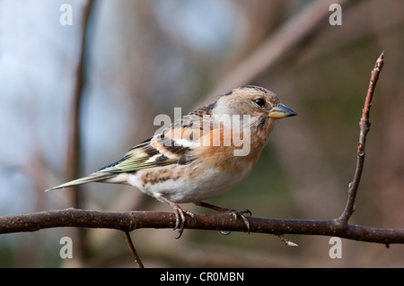 Bergfink (Fringilla Montifringilla), Weiblich, Nahrungssuche, Untergroeningen, Baden-Württemberg, Deutschland, Europa Stockfoto