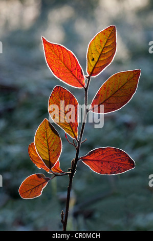 Rot-Geißblatt (Lonicera Xylosteum), Zweig mit einer leichten Bedeckung von Rauhreif, Untergroeningen, Baden-Württemberg Stockfoto