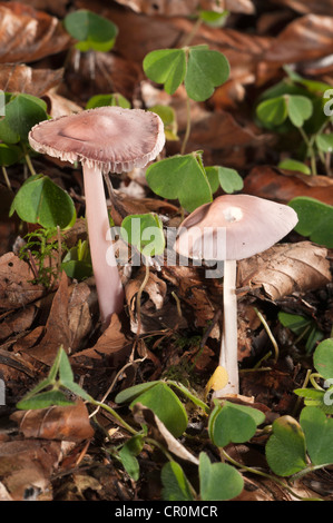 Rosig Bonnet (Mycena Rosea), Untergroeningen, Baden-Württemberg, Deutschland, Europa Stockfoto