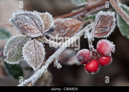 Zwergmispel (Zwergmispel SP.), mit dem ersten Frost auf Blättern und Beeren, Untergroeningen, Baden-Württemberg, Deutschland, Europa Stockfoto