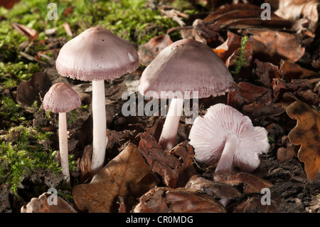 Lila Mütze (Mycena Pura), Untergroeningen, Baden-Württemberg, Deutschland, Europa Stockfoto