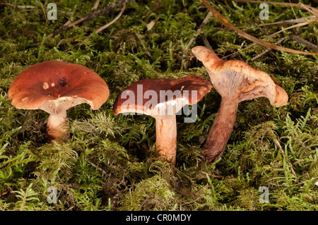 Lactarius Sphagneti (Lactarius Sphagneti), Untergroeningen, Baden-Württemberg, Deutschland, Europa Stockfoto