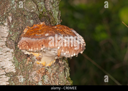 Rot gebändert Polypore (Fomitopsis Pinicola), Untergroeningen, Baden-Württemberg, Deutschland, Europa Stockfoto