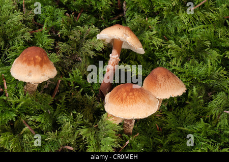 Kastanien-Dapperling (Lepiota Castanea), Untergroeningen, Baden-Württemberg, Deutschland, Europa Stockfoto